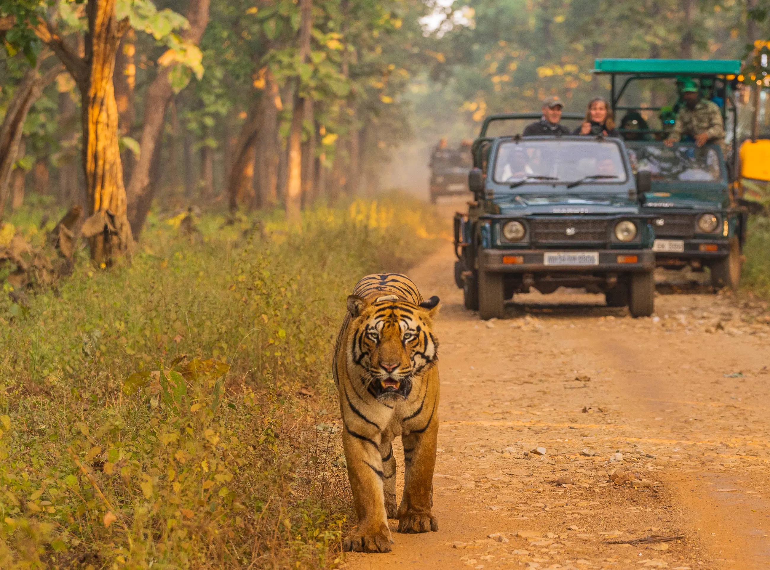 Mudumalai Wildlife Close-up