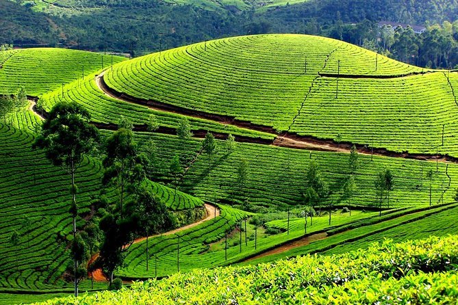 Munnar Scenic Views