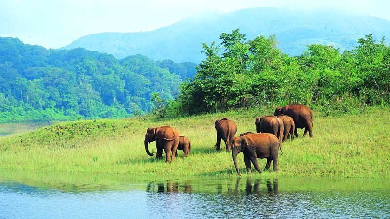 Thekkady Wildlife