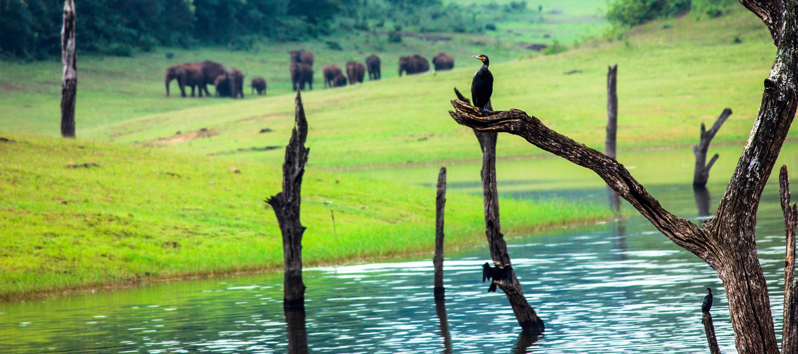 Thekkady Nature