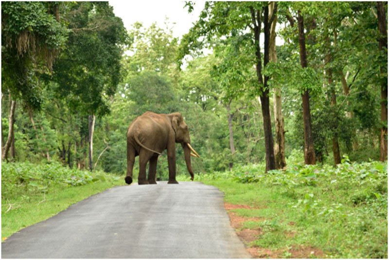 Bandipur National Park